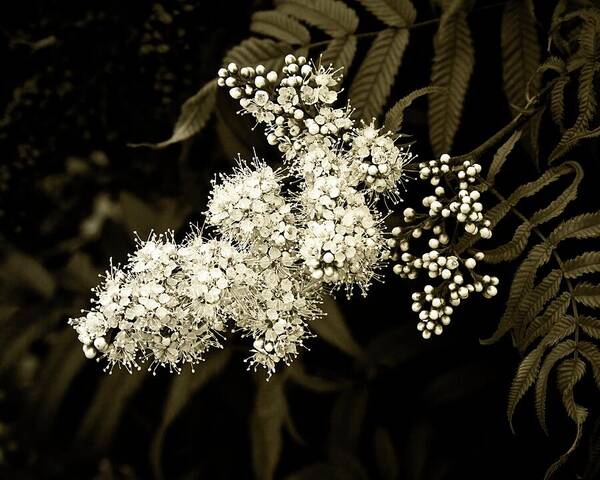 Lace Art Print featuring the photograph Lace-like Inflorescence by Tatiana Travelways