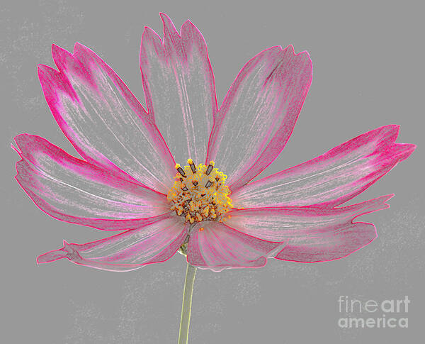 Cosmos Flower As Coloured Pencil Drawing Art Print