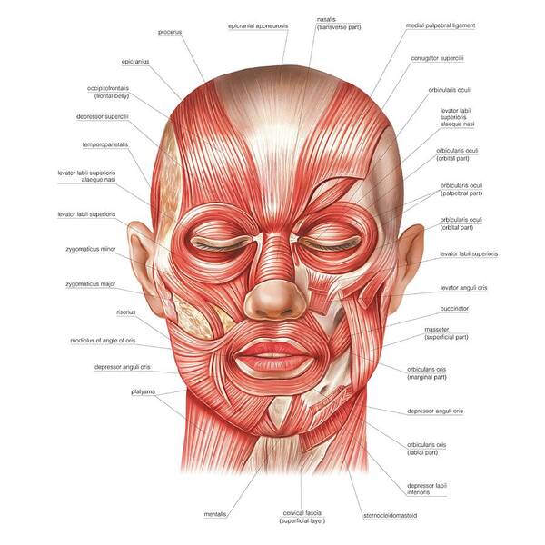 Head Muscles Art Print by Asklepios Medical Atlas