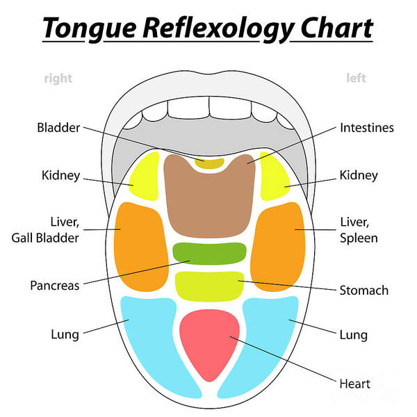 Tongue Reflexology Chart Art Print