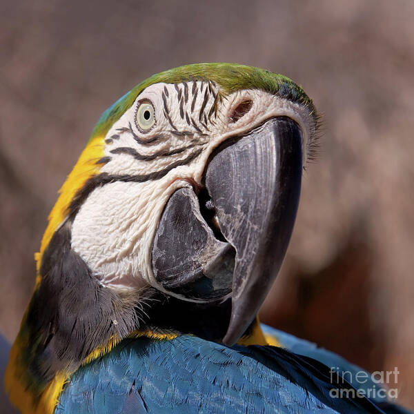 Close-up Art Print featuring the photograph Parrot Portrait by Tatiana Travelways