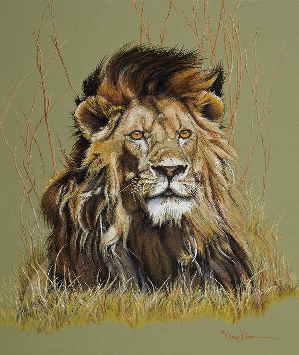 Mary Dove Art Art Print featuring the pastel Old Warrior African Lion by Mary Dove