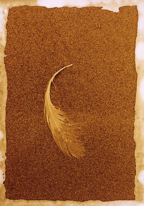 Feather Art Print featuring the photograph Feather by Casper Cammeraat