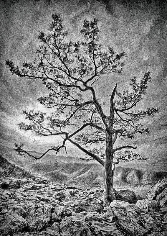 Blue Ridge Art Print featuring the photograph Tree and Rocks in the Blue Ridge Near Sunset BW by Dan Carmichael