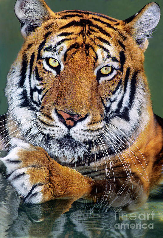 Bengal Tiger Art Print featuring the photograph Bengal Tiger Portrait Endangered Species Wildlife Rescue by Dave Welling