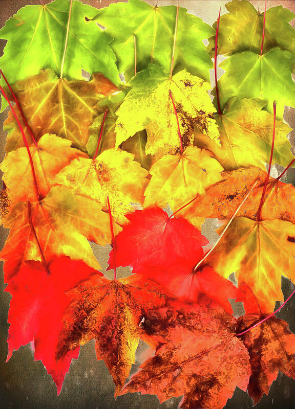 Autumn Art Print featuring the photograph From Summer to Fall by Dan Carmichael