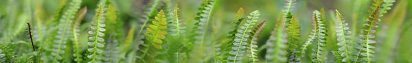 Photography Art Print featuring the photograph Fern Scape by Cora Niele