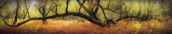 Tree Art Print featuring the photograph Reaching Out Over the Meadow Painting by Debra and Dave Vanderlaan