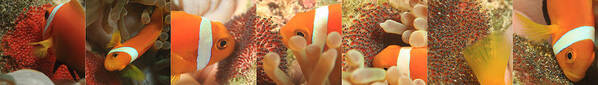 Anemone Fish Art Print featuring the photograph Life Cycle of Anemone fish by Shifaz Mohamed