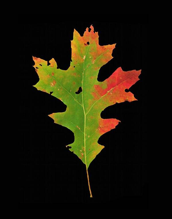 Autumn Art Print featuring the photograph Autumn Red Oak Leaf 1 by Joe Duket