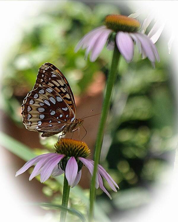 Cone Flower Art Print featuring the photograph Butterfly Time by Karen McKenzie McAdoo