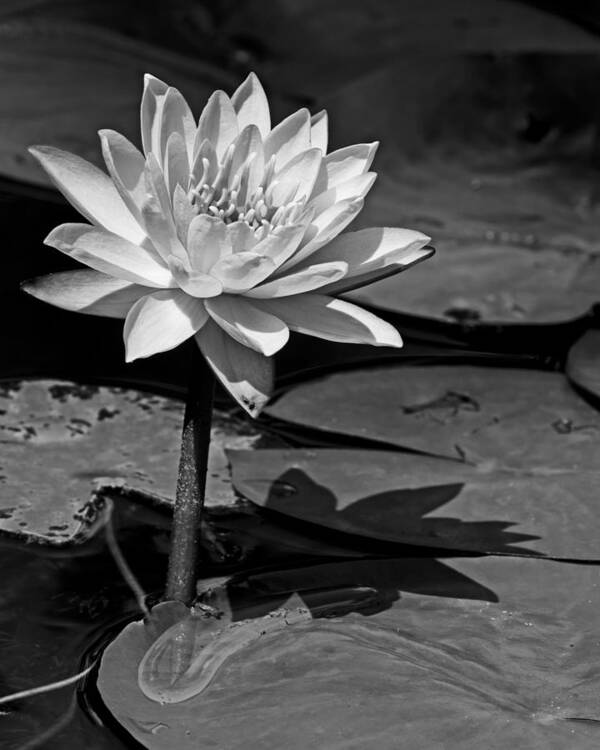 Beautiful Art Print featuring the photograph Light and Shadow by Dawn Currie