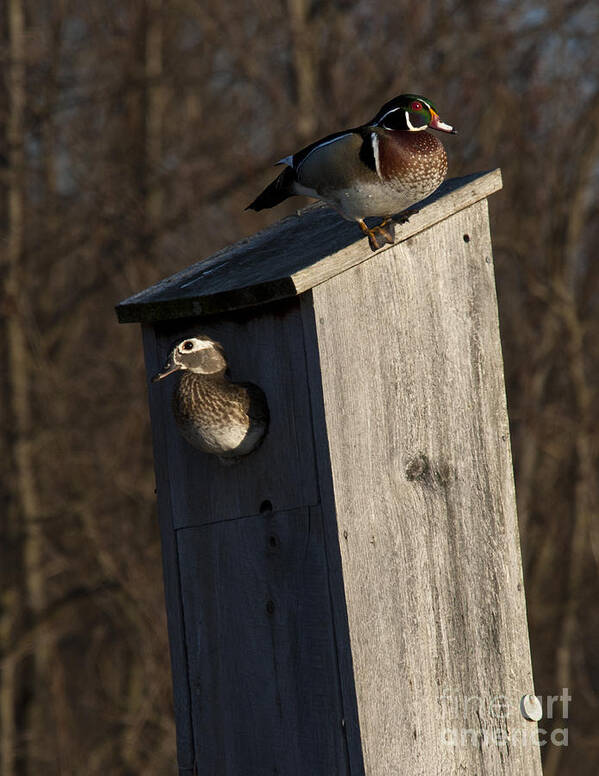 Wood Art Print featuring the photograph Sunrise Woodies by Roger Bailey