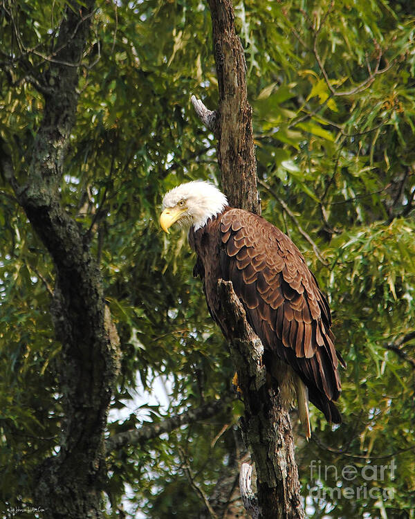 Bald Eagle Art Print featuring the photograph The Morning After by Jai Johnson