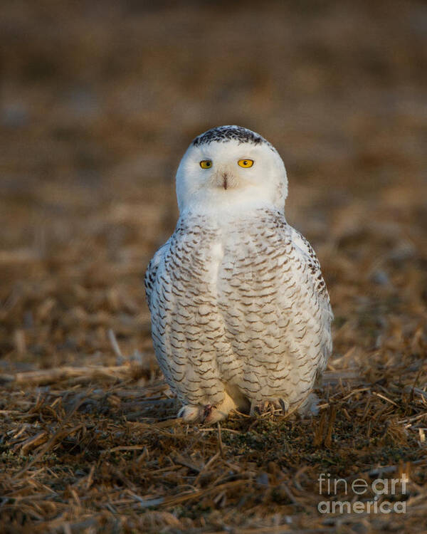 24-hour Daylight Art Print featuring the photograph Young Snowy Owl by Ronald Lutz