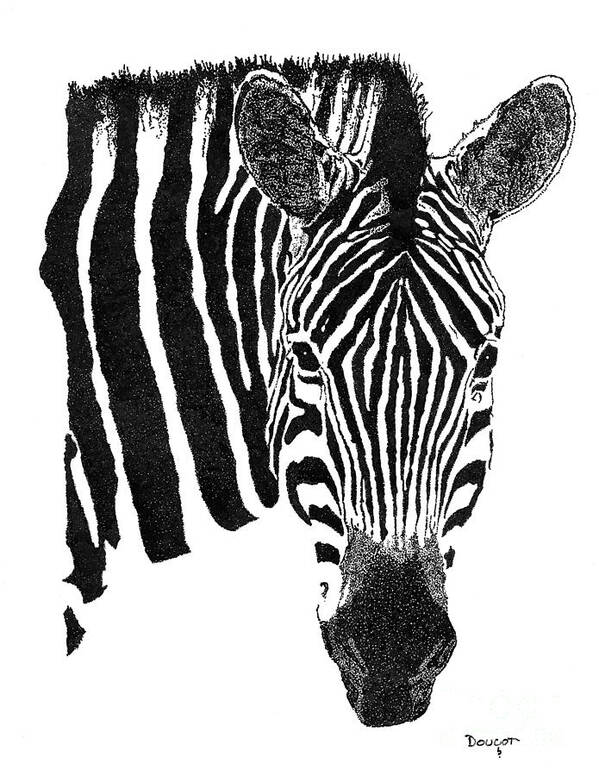 Pen Art Print featuring the drawing Zebra 1 by David Doucot