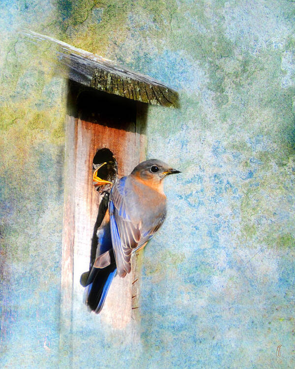 Bluebird Art Print featuring the photograph Female Eastern Bluebird at Nesting Box by Jai Johnson