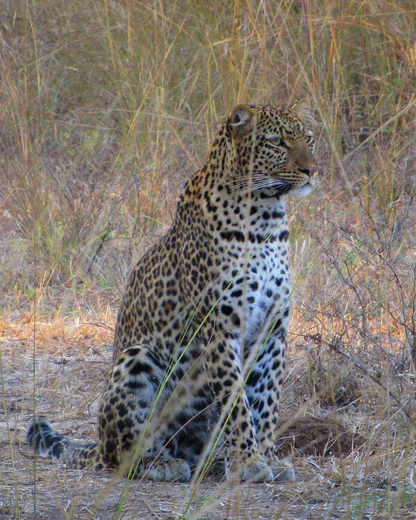 Africa Art Print featuring the photograph I've Been Spotted by Scott and Rebecca Rothney