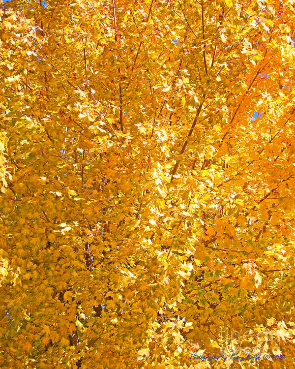 Maple Art Print featuring the photograph Yellow Tree Leaves by Kenny Bosak