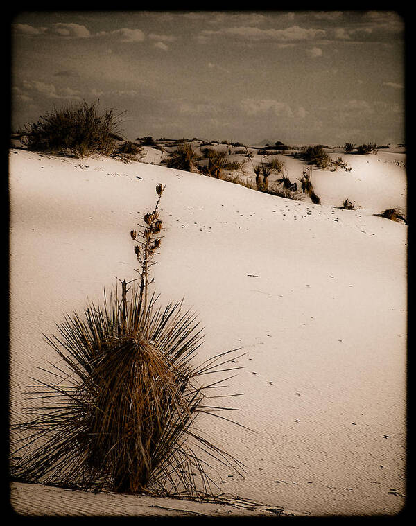 White Sands Art Print featuring the photograph White Sands, New Mexico - Yucca by Mark Forte