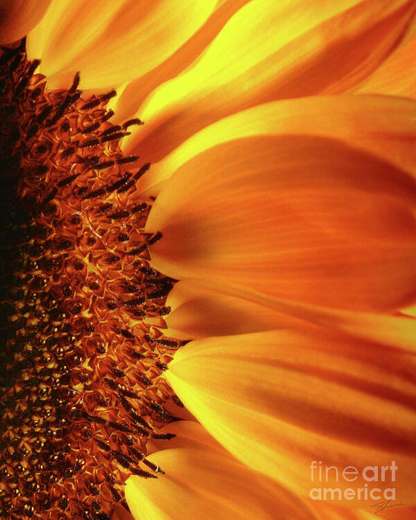 Sunflower Art Print featuring the photograph A God Thing-1 by Shevon Johnson