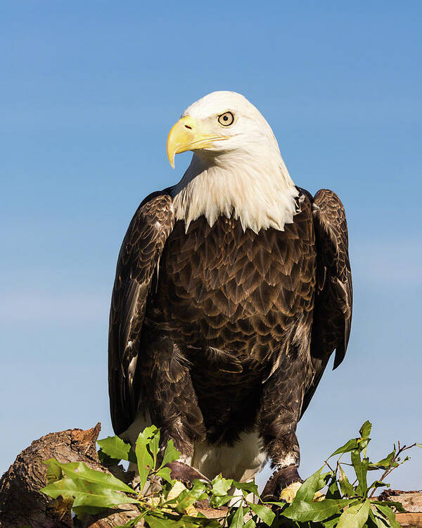 America Art Print featuring the photograph American Ambassador by Dawn Currie