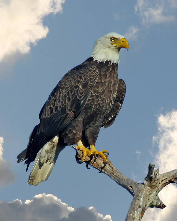 Bald Eagle Art Print featuring the photograph Bald Eagle by Larry Linton