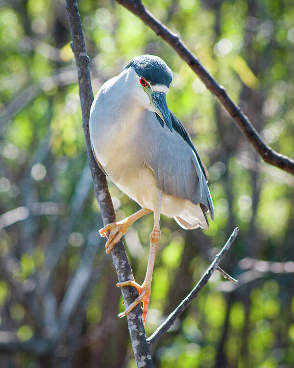 Adult Art Print featuring the photograph Black-Crowned Night Heron II by Dawn Currie