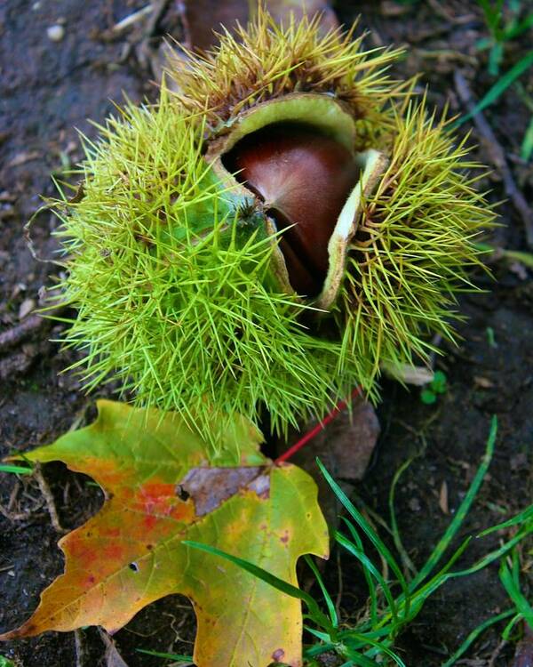  Art Print featuring the photograph Chestnut Fresh from the Tree by Polly Castor