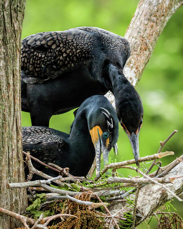 Cormorant Art Print featuring the photograph Cooperative Nest Building by Dawn Currie
