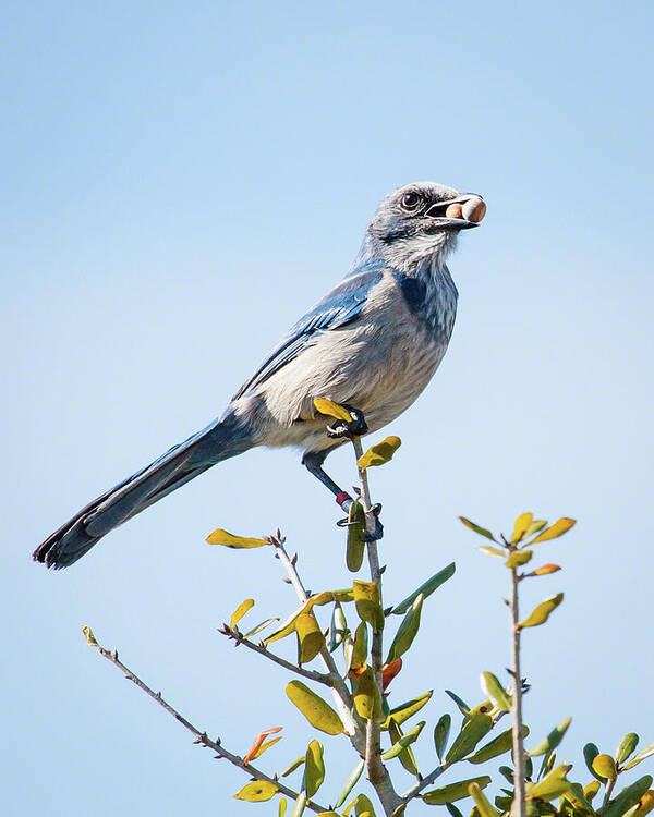 Aphelocoma Coerulescens Art Print featuring the photograph Florida Scrub Jay II by Dawn Currie