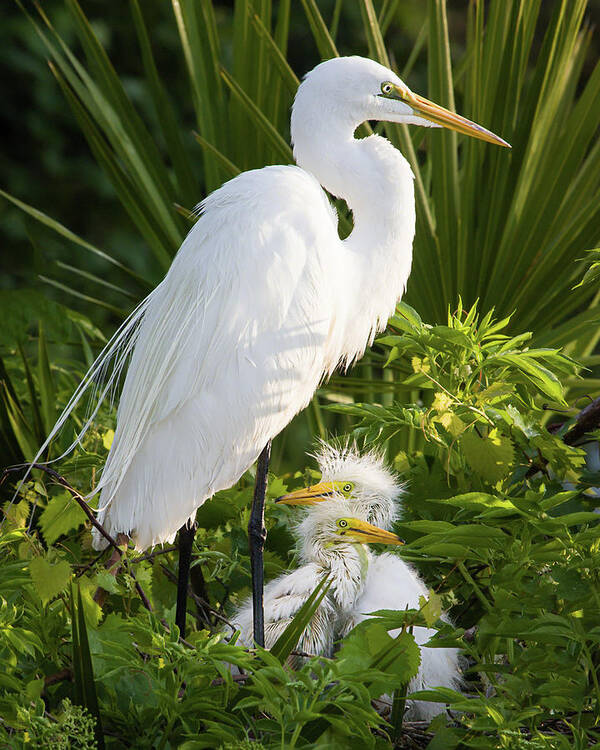 Ardea Alba Art Print featuring the photograph In the Nest by Dawn Currie