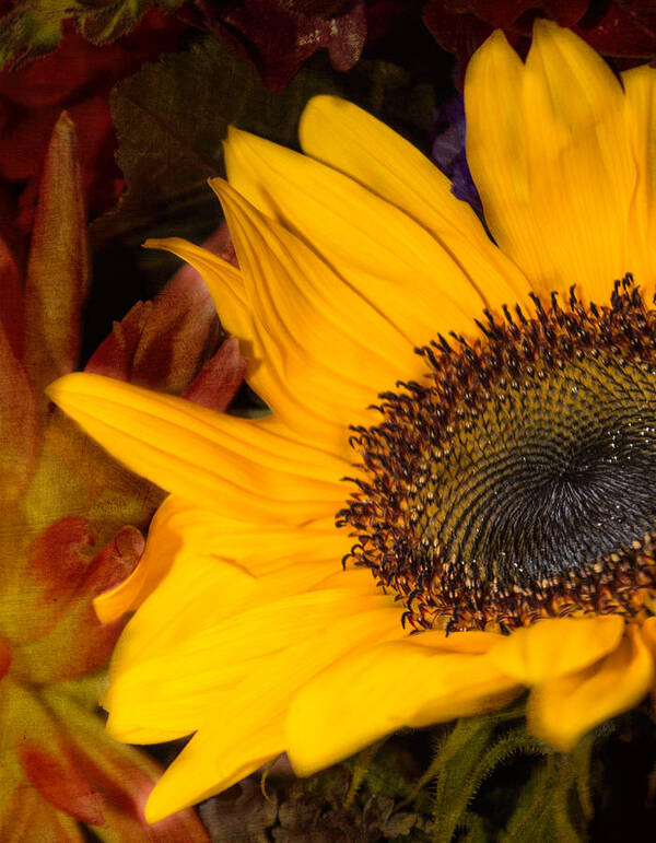 Sunflower Art Print featuring the photograph Jeweled by Arlene Carmel