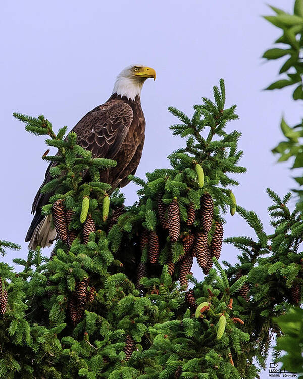 Bald Eagle Majestic Pine Tree Proud Cones Pinecone Portrait Wildlife Scenic National Bird Raptor Art Print featuring the photograph Majestic Eagle on Pine by Peter Herman
