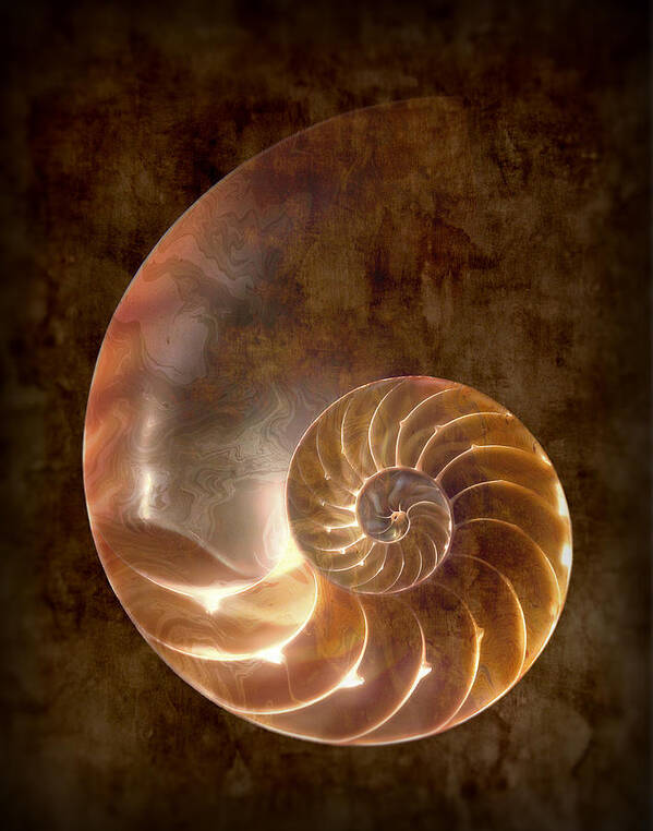 Nautilus Art Print featuring the photograph Nautilus by Tom Mc Nemar