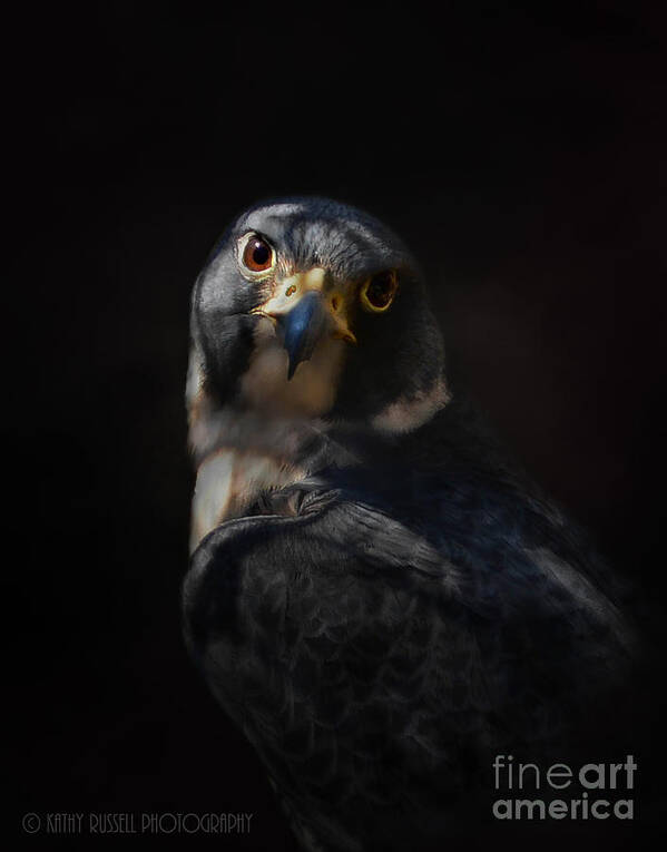 Falcon Art Print featuring the photograph Peregrine Falcon by Kathy Russell