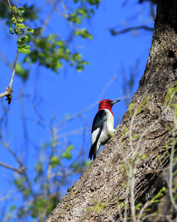 2017 May Art Print featuring the photograph Red-headed Woodpecker by Bill Kesler
