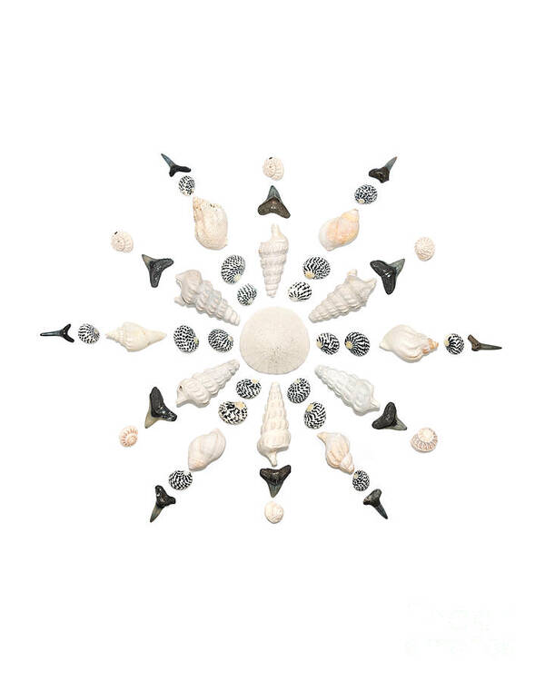 Shell Art Art Print featuring the photograph Seashell Snowflake 3 by Jennifer Booher