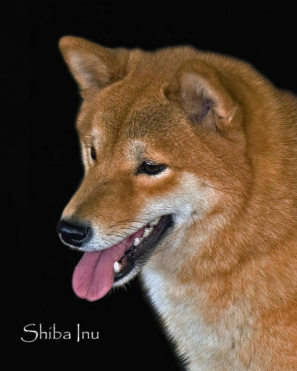 Shiba Inu Art Print featuring the photograph Shiba Inu by Larry Linton