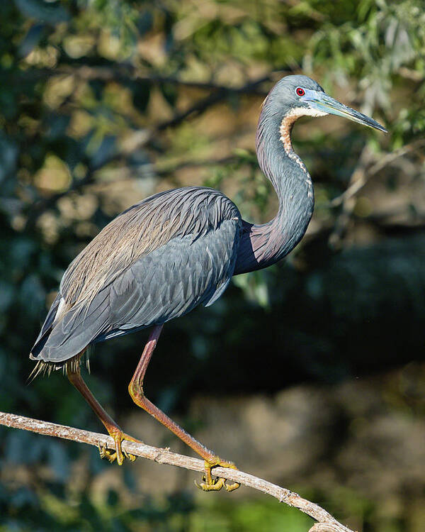 Adult Art Print featuring the photograph Tricolor Beauty by Dawn Currie