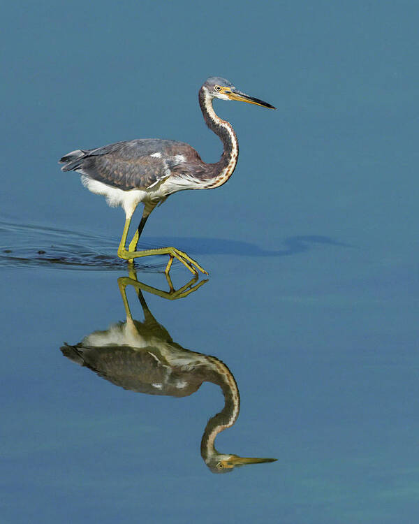 Alone Art Print featuring the photograph Tricolor Reflection by Dawn Currie