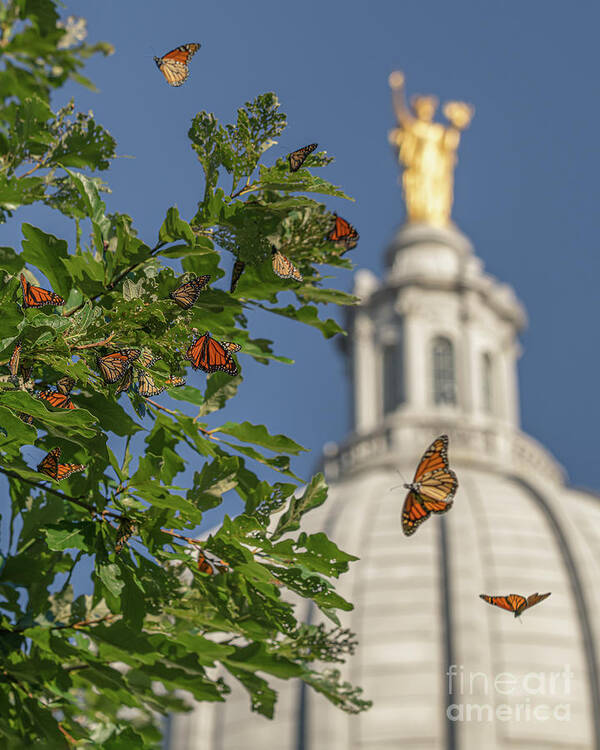 Monarchs Art Print featuring the photograph Monarchs Migrating Through Madison #1 by Amfmgirl Photography