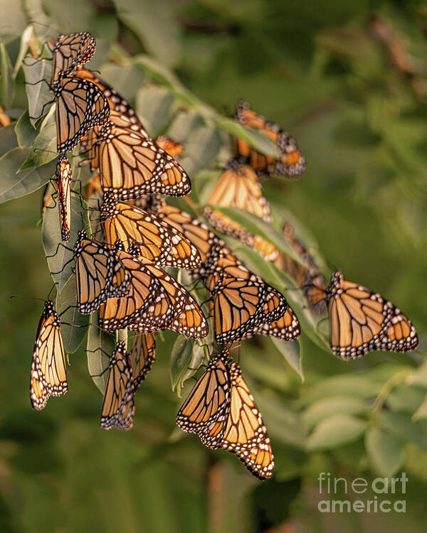 Monarch Art Print featuring the photograph Monarch Migration by Amfmgirl Photography