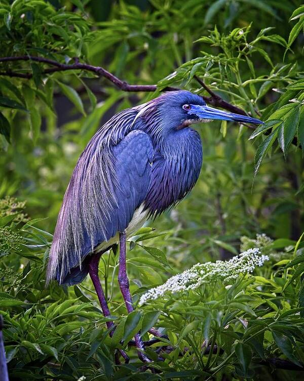 Florida Art Print featuring the photograph Breeding Tri-colored Heron by Ronald Lutz