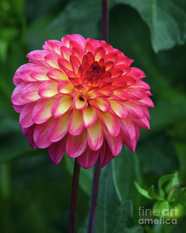 Kmaphoto Art Print featuring the photograph Dahlia by Kristine Anderson