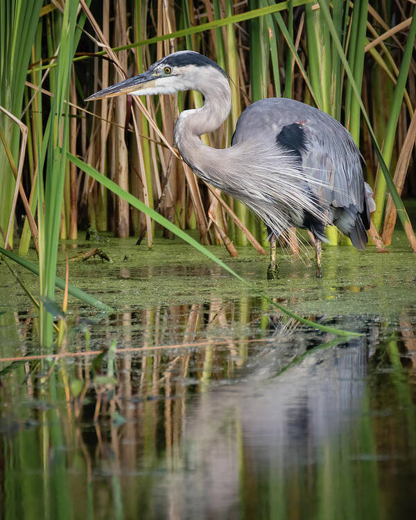 Ardea Herodias Art Print featuring the photograph Great Blue Heron in the Wetlands by Dawn Currie