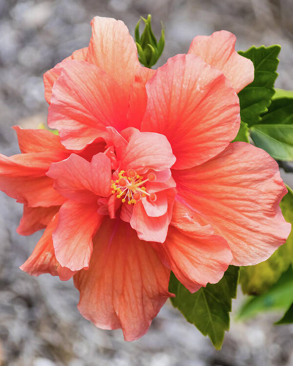 Hibiscus Art Print featuring the photograph Orange Double Hibiscus by Dawn Currie