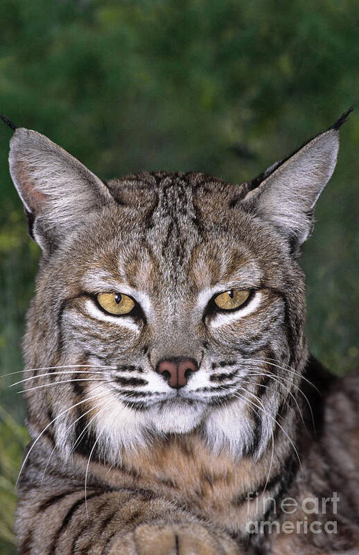 Bobcat Art Print featuring the photograph Bobcat Portrait Wildlife Rescue by Dave Welling