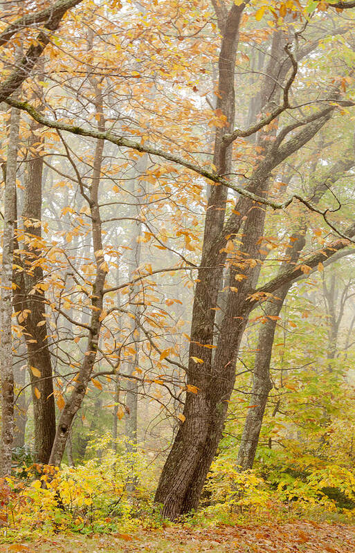 Appalacia Art Print featuring the photograph Autumn Trees by Jo Ann Tomaselli by Jo Ann Tomaselli