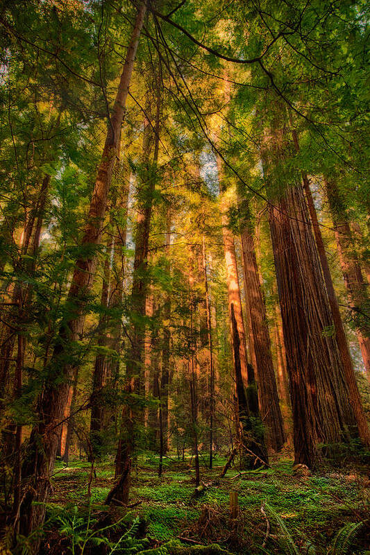 California Art Print featuring the painting Circle of Light - California Redwoods by Dan Carmichael